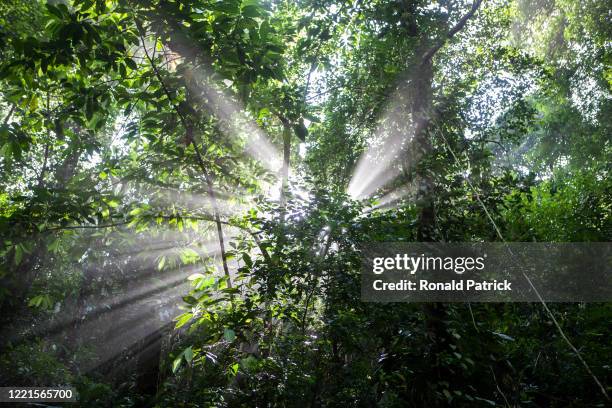Sun rays go through the dense rainforest on October 1, 2012 in Utria National Park, Colombia. The Utria National Park lies in the Pacific northern...