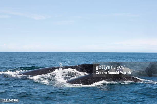 Two Humpback whales surface at a very close range of a boat on October 1, 2012 in Utria National Park, Colombia. The Utria National Park lies in the...