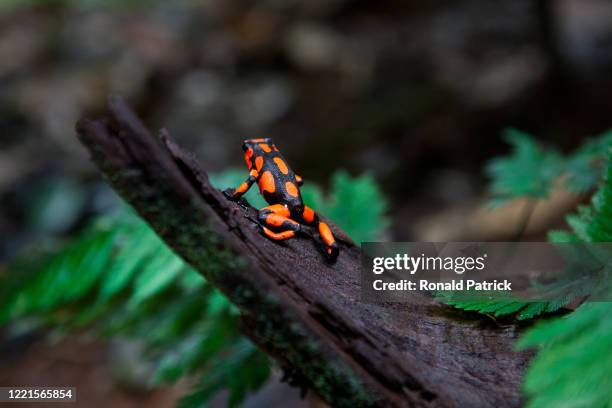 Poisonous Harlequin Dart Frog seen on a tree trunk in the Colombian jungle on October 4, 2012 in Utria National Park, Colombia. The Utria National...