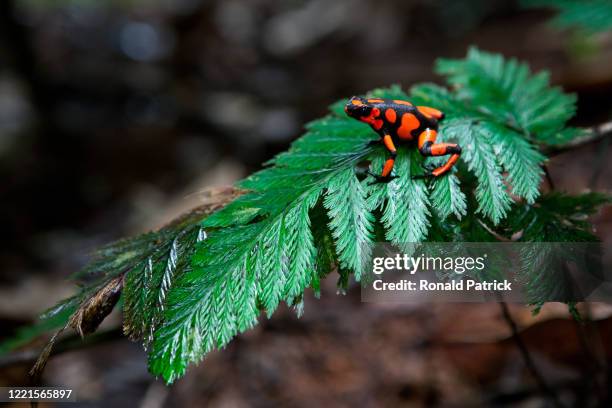 Poisonous Harlequin Dart Frog seen on a leaf in the Colombian jungle on October 4, 2012 in Utria National Park, Colombia. The Utria National Park...