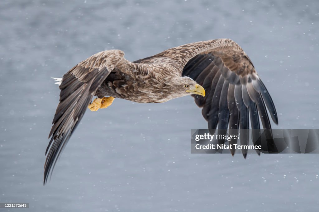 The white-tailed eagle (Haliaeetus albicilla) is a very large species of sea eagle. Found in real nature at Rausu town in Hokkaido Japan.