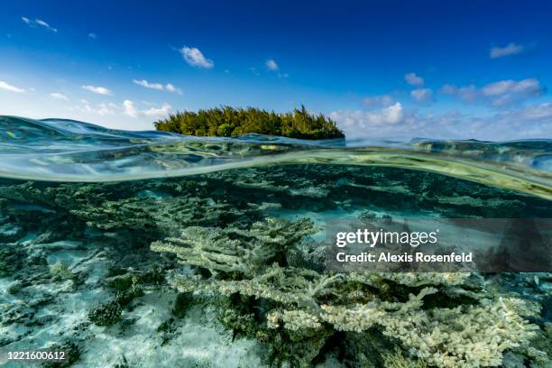 Split shot of a tropical island called "motu" and underwater view of the coral reef on February 14 Gambier Islands, French Polynesia, South Pacific....