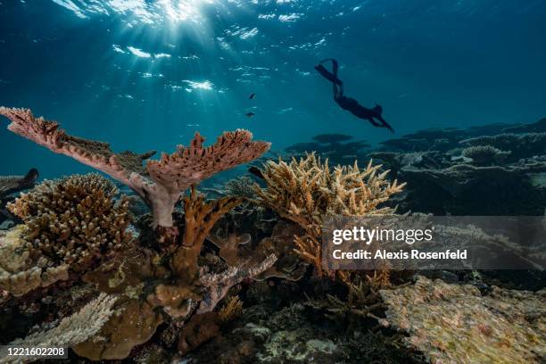 Freediver swims above the coral reef of Taravai Island on February 16 Gambier Islands, French Polynesia, South Pacific. Taravai is the second largest...