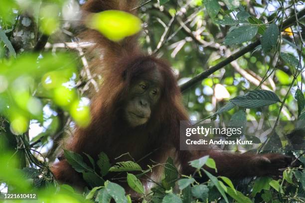 sumatran orangutan in gunung leuser national park in sumatra, indonesia - leuser orangutan stock pictures, royalty-free photos & images