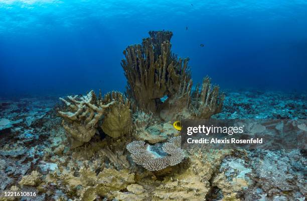 Overview of the coral reef around Mangareva Island on February 15 Gambier Islands, French Polynesia, South Pacific. Like here stony coral polyps can...