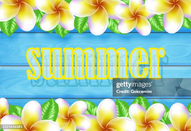 tropische frangipani blumen und schäbige holz blau hintergrund, sommer-konzept. sommerdekoration mit realistischen tropischen elementen. konzept des saisonalen urlaubs in tropischen land. - frangipani background stock-grafiken, -clipart, -cartoons und -symbole