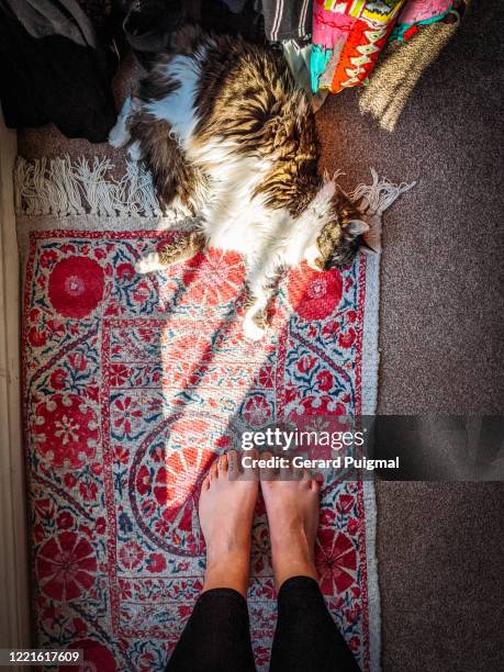 cat laying down on a colourful rug next to a clothes hanging rail. picture taken looking down, the feet of a model are in the picture. - cat lying down stock pictures, royalty-free photos & images