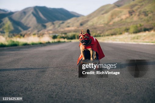 Superhero Dog Superhero Dog