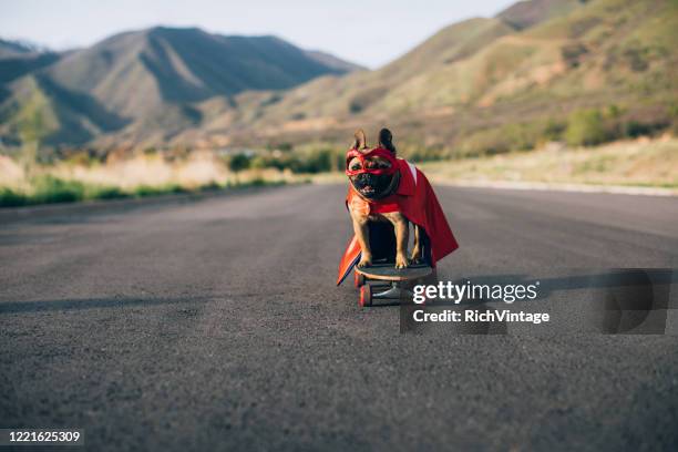 superhero dog - funny dogs stock pictures, royalty-free photos & images