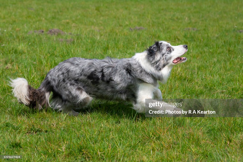 Tri Merle Blue Merle Tri Border Collie