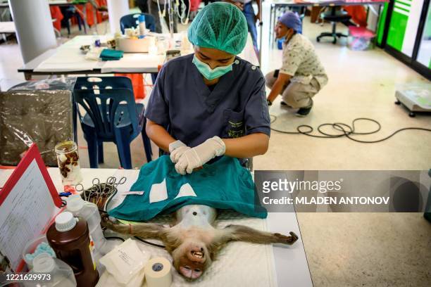 Veterinarian performs a sterilisation on a longtail macaque in the town of Lopburi, some 155km north of Bangkok, on June 21, 2020. - Residents...