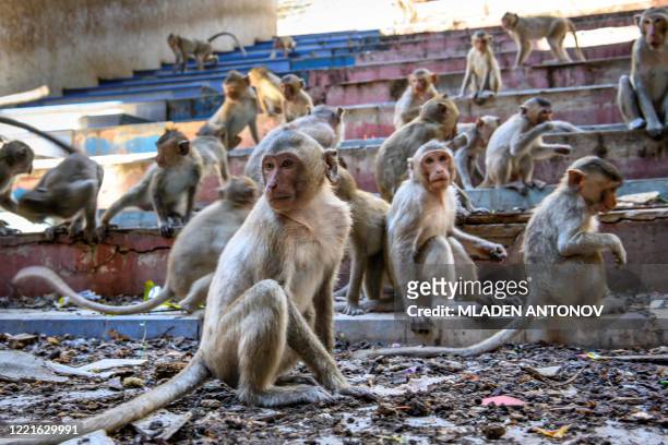 Longtail macaques sit in an abandoned building in the town of Lopburi, some 155km north of Bangkok, on June 21, 2020. - Lopburi's monkey population,...