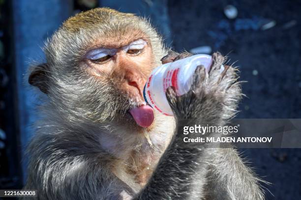 This picture taken on June 20, 2020 shows a longtail macaque drinking yoghurt in the town of Lopburi, some 155km north of Bangkok. - Lopburi's monkey...