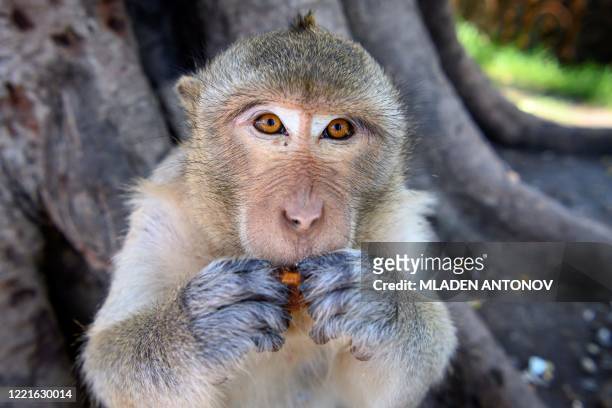 Longtail macaque eats in the town of Lopburi, some 155km north of Bangkok, on June 21, 2020. - Lopburi's monkey population, which is the town's main...