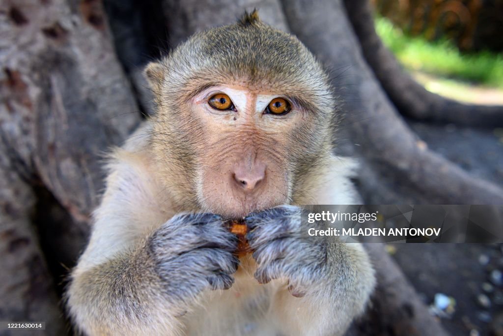 THAILAND-ANIMALS-TOURISM
