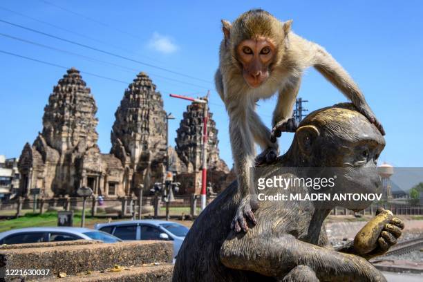 This picture taken on June 20, 2020 shows a longtail macaque climbing on top of a monkey statue in front of the Prang Sam Yod Buddhist temple in the...