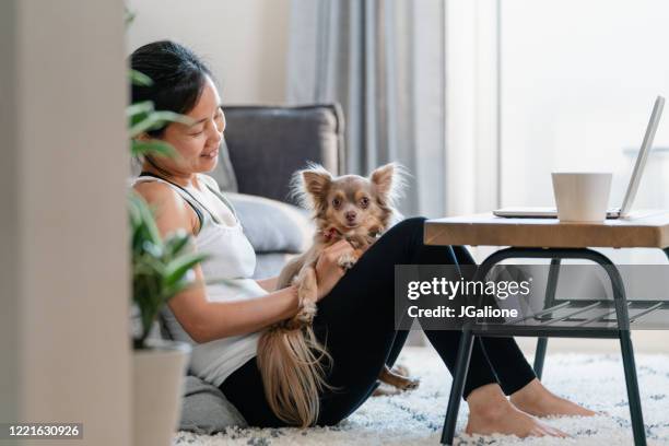 frau arbeitet zu hause mit ihrem hund - frau chihuahua stock-fotos und bilder