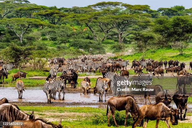 big herd of wildebeests and zebras, seen during the big migration in the ndutu area, tanzania - zebra herd stock pictures, royalty-free photos & images