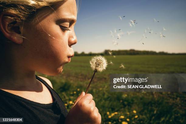 girl blowing dandelion seeds - luck stock pictures, royalty-free photos & images
