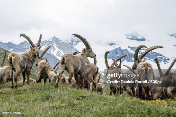 hers of alpine ibex (capra ibex) in mountains - alpine ibex stock pictures, royalty-free photos & images