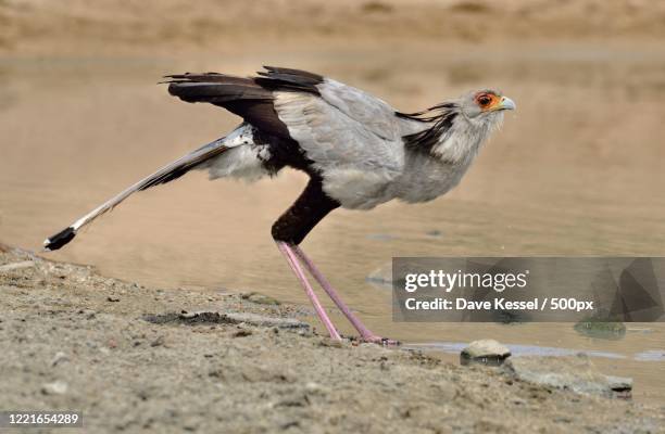 close up of secretary bird (sagittarius serpentarius) while drinking - secretarisvogel stockfoto's en -beelden