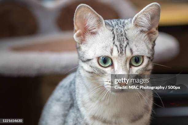 close up portrait of egyptian mau - egyptian mau stock pictures, royalty-free photos & images