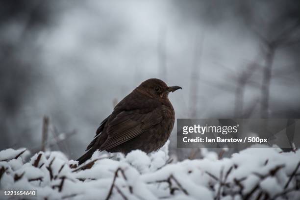 close up of blackbird (turdus merula) on snow, uttoxeter, staffordshire, uk - blackbird stock pictures, royalty-free photos & images