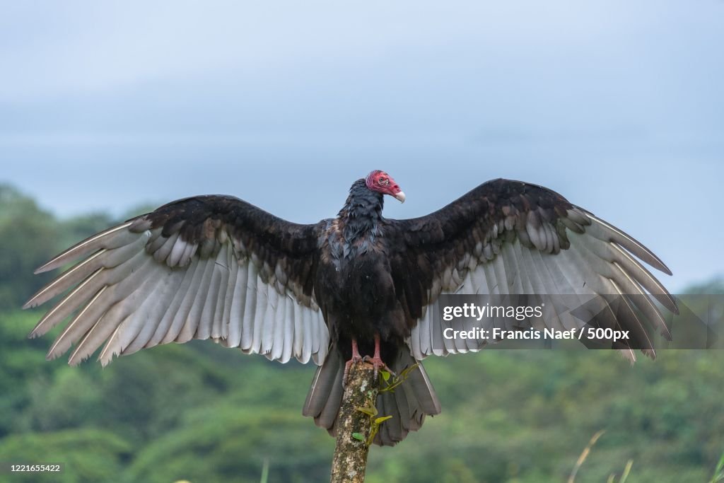 Close up of turkey vulture (Cathartes aura) spreading wings