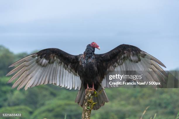 close up of turkey vulture (cathartes aura) spreading wings - spread wings stock pictures, royalty-free photos & images