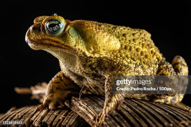 Cururu Cururu Photos and Premium High Res Pictures - Getty Images