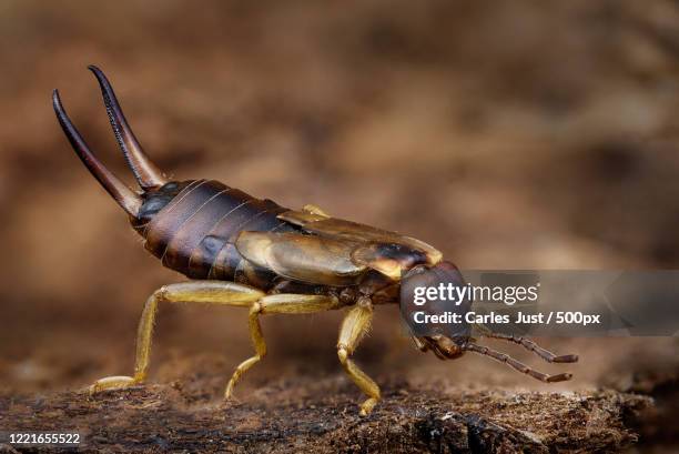 close up of earwig (dermaptera) - earwig imagens e fotografias de stock