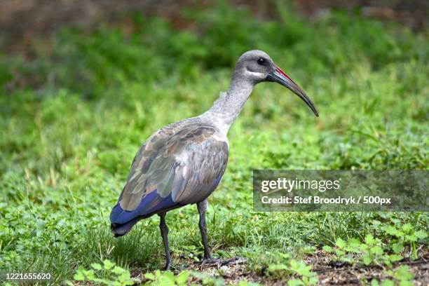 Hade Da 116 Hadeda Stock Photos, High-Res Pictures, and Images - Getty Images