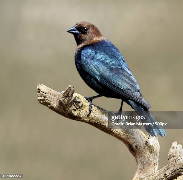 close up of brown headed cowbird (molothrus ater) perching on branch - cowbird stock pictures, royalty-free photos & images