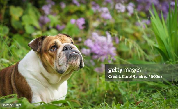 photograph of english bulldog with flowers in background - english bulldog stock pictures, royalty-free photos & images