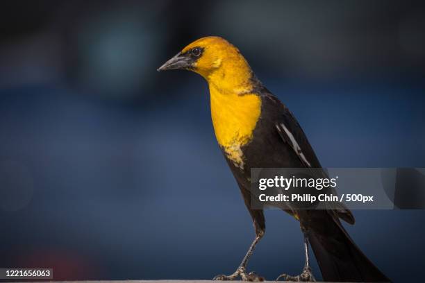 close up of yellow headed blackbird (xanthocephalus xanthocephalus) - xanthocephalus stock pictures, royalty-free photos & images