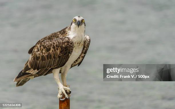 osprey perching on pale - osprey stock pictures, royalty-free photos & images