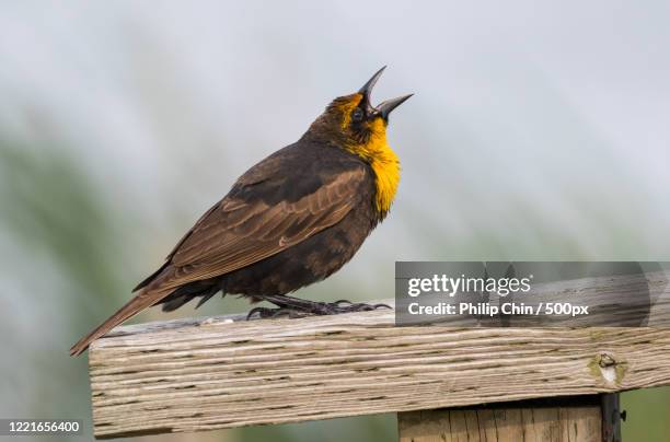 female yellow-headed blackbird (xanthocephalus xanthocephalus) singing - xanthocephalus stock pictures, royalty-free photos & images