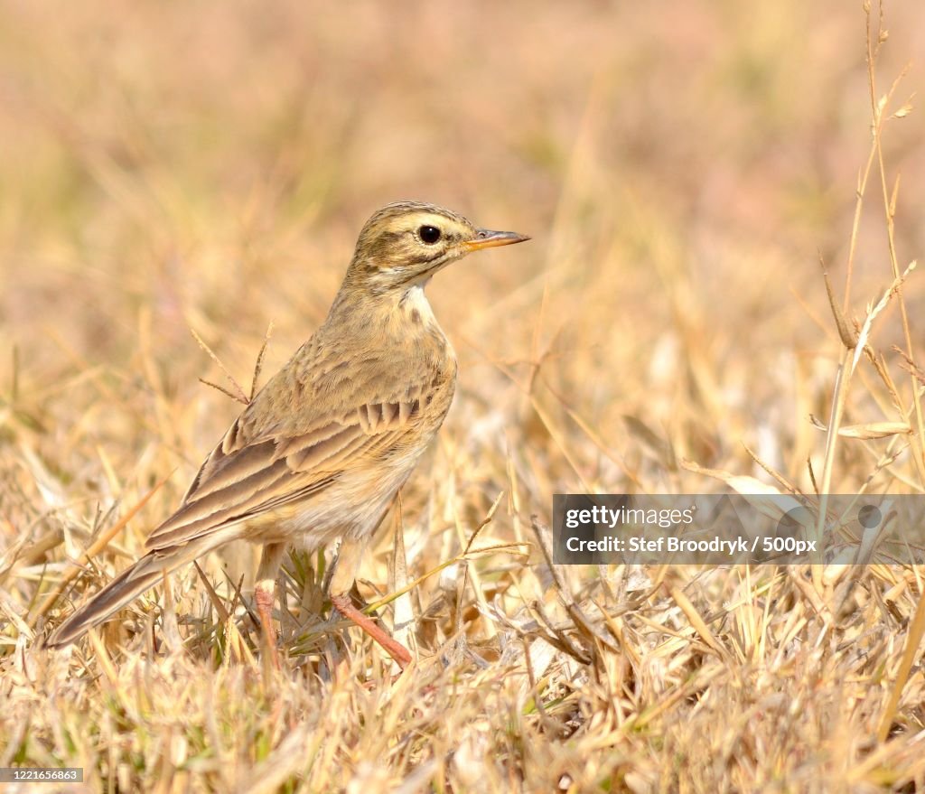 African pipit (Anthus cinnamomeus)