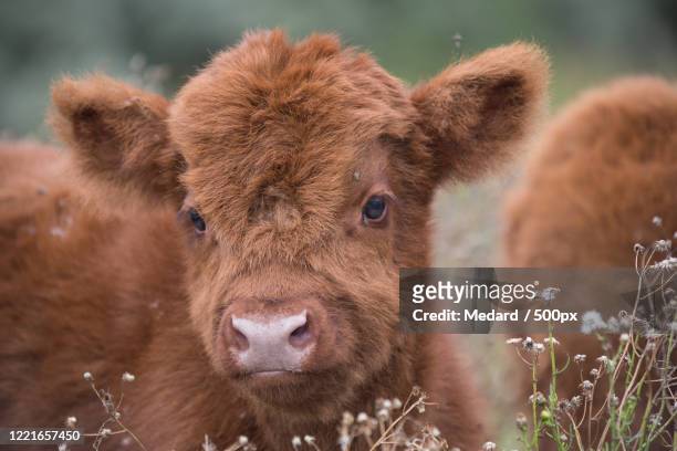 highland cattle (bos taurus) calf - highland cow stockfoto's en -beelden