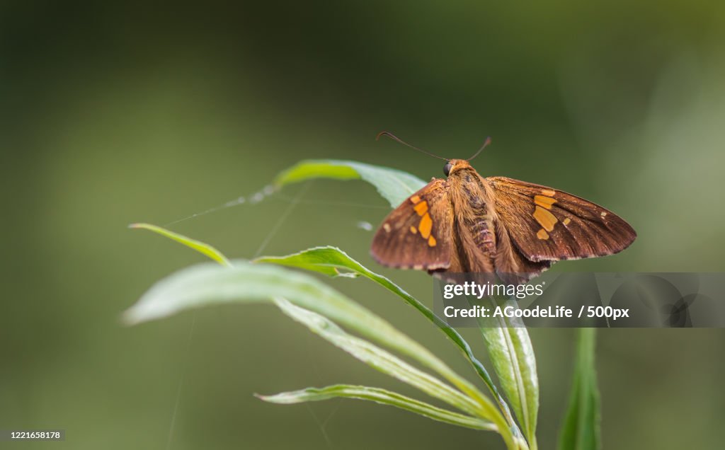 Silver-spotted skipper (Epargyreus clarus) perching on grass