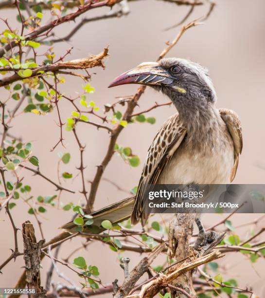 close up of african grey hornbill (tockus nasutus), thulamahashi, limpopo, africa - african grey hornbill stock pictures, royalty-free photos & images
