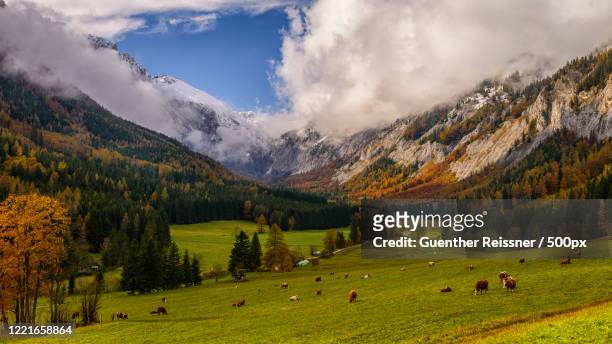 landscape with forest and herd of cows grazing in valley in autumn, hochschwab, alps, turnau, styria, austria - styria stock-fotos und bilder
