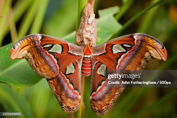 close up of atlas moth (attacus atlas) - mariposa nocturna atlas fotografías e imágenes de stock