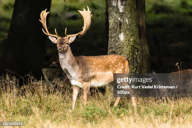 nature photograph of standing fallow deer (dama dama) stag - daim photos et images de collection