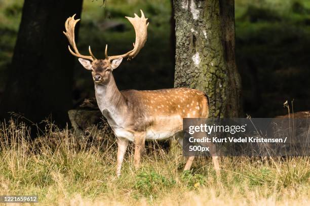 nature photograph of standing fallow deer (dama dama) stag - dovhjort bildbanksfoton och bilder