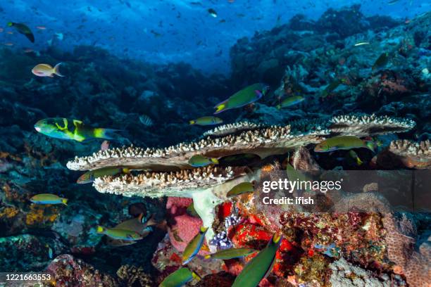 lunar wrasse meeting at batu bolong, komodo national park, indonesia - dascyllus trimaculatus stock pictures, royalty-free photos & images