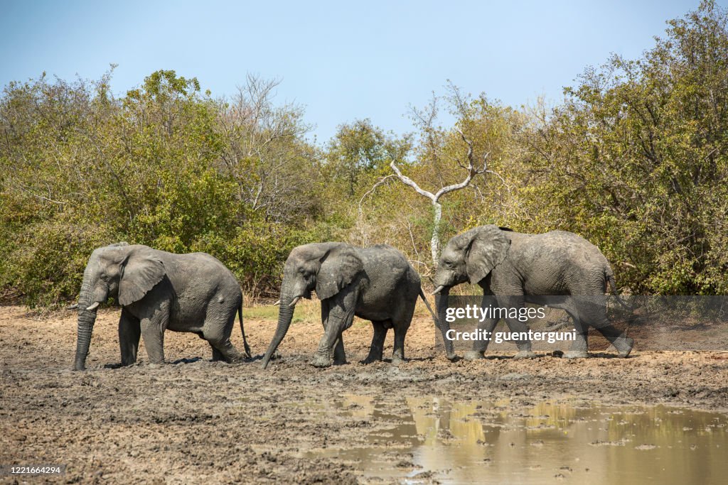 Small herd of African elephants (Loxodonta),  Zakouma National Park, Chad