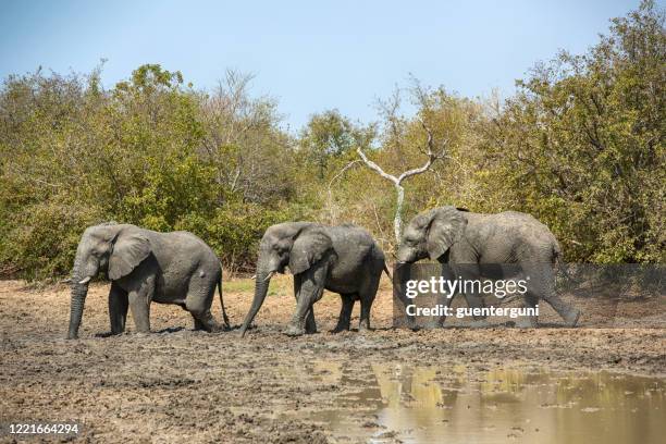 small herd of african elephants (loxodonta),  zakouma national park, chad - chad central africa stock pictures, royalty-free photos & images