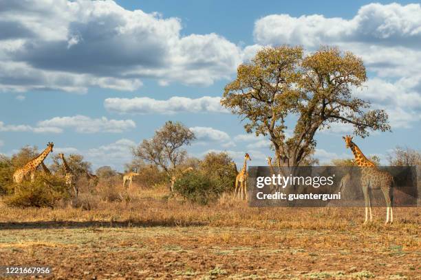 rare kordofan giraffes (giraffa camelopardalis antiquorum) in zakouma, chad - cameroon stock pictures, royalty-free photos & images