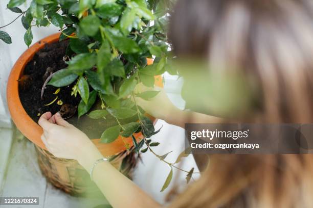 woman watering houseplants - jasmine stock pictures, royalty-free photos & images